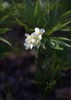 Einzelbild 7 Kitaibels Zahnwurz - Cardamine kitaibelii