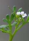 Einzelbild 5 Resedablättriges Schaumkraut - Cardamine resedifolia