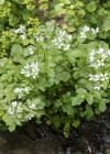 Einzelbild 5 Bitteres Schaumkraut - Cardamine amara