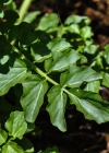 Einzelbild 6 Bitteres Schaumkraut - Cardamine amara