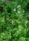 Einzelbild 7 Bitteres Schaumkraut - Cardamine amara