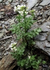 Einzelbild 8 Bitteres Schaumkraut - Cardamine amara