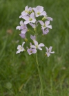 Einzelbild 5 Gewöhnliches Wiesen-Schaumkraut - Cardamine pratensis