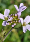 Einzelbild 7 Gewöhnliches Wiesen-Schaumkraut - Cardamine pratensis