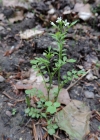 Einzelbild 6 Wald-Schaumkraut - Cardamine flexuosa aggr.