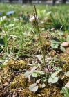 Einzelbild 4 Vielstängeliges Schaumkraut - Cardamine hirsuta