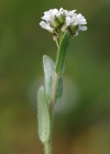 Einzelbild 7 Gewöhnliche Rauhaar-Gänsekresse - Arabis hirsuta