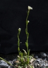 Einzelbild 5 Bewimperte Gänsekresse - Arabis ciliata