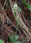Einzelbild 1 Bewimperte Gänsekresse - Arabis ciliata