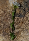 Einzelbild 6 Bach-Gänsekresse - Arabis subcoriacea