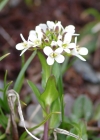 Einzelbild 8 Bach-Gänsekresse - Arabis subcoriacea