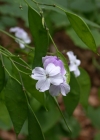 Einzelbild 7 Wilde Mondviole - Lunaria rediviva