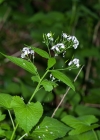 Einzelbild 8 Wilde Mondviole - Lunaria rediviva