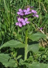 Einzelbild 6 Garten-Mondviole - Lunaria annua