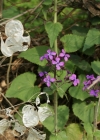 Einzelbild 7 Garten-Mondviole - Lunaria annua