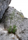 Einzelbild 7 Immergrünes Felsenblümchen - Draba aizoides