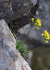 Einzelbild 8 Immergrünes Felsenblümchen - Draba aizoides