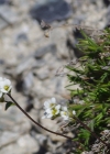 Einzelbild 6 Gletscher-Felsenblümchen - Draba dubia