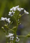 Einzelbild 5 Felsen-Kugelschötchen - Kernera saxatilis
