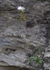 Einzelbild 8 Felsen-Kugelschötchen - Kernera saxatilis