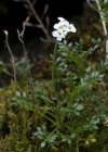 Einzelbild 5 Gämskresse - Pritzelago alpina