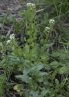 Einzelbild 5 Acker-Täschelkraut - Thlaspi arvense