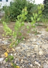 Einzelbild 6 Acker-Täschelkraut - Thlaspi arvense