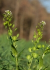 Einzelbild 7 Acker-Täschelkraut - Thlaspi arvense