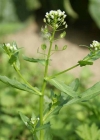 Einzelbild 8 Acker-Täschelkraut - Thlaspi arvense