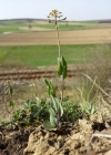 Einzelbild 5 Stängelumfassendes Täschelkraut - Thlaspi perfoliatum