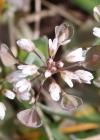 Einzelbild 8 Stängelumfassendes Täschelkraut - Thlaspi perfoliatum