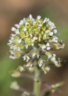 Einzelbild 6 Feld-Kresse - Lepidium campestre