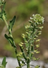 Einzelbild 7 Feld-Kresse - Lepidium campestre