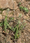 Einzelbild 8 Feld-Kresse - Lepidium campestre