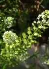 Einzelbild 6 Virginische Kresse - Lepidium virginicum