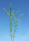 Einzelbild 8 Virginische Kresse - Lepidium virginicum
