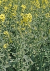 Einzelbild 7 Raps - Brassica napus