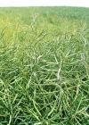 Einzelbild 8 Raps - Brassica napus
