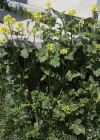 Einzelbild 5 Acker-Senf - Sinapis arvensis