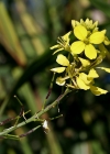 Einzelbild 6 Acker-Senf - Sinapis arvensis