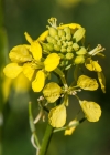 Einzelbild 7 Acker-Senf - Sinapis arvensis