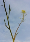 Einzelbild 5 Brunnenkressenblättrige Rampe - Erucastrum nasturtiifolium