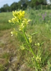 Einzelbild 6 Brunnenkressenblättrige Rampe - Erucastrum nasturtiifolium