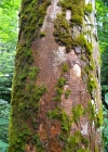 Einzelbild 5 Berg-Ahorn - Acer pseudoplatanus