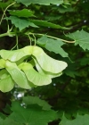 Einzelbild 7 Spitz-Ahorn - Acer platanoides