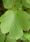Einzelbild 1 Schneeballblättriger Ahorn - Acer opalus