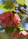 Einzelbild 6 Schneeballblättriger Ahorn - Acer opalus