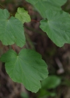Einzelbild 7 Schneeballblättriger Ahorn - Acer opalus