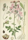 Einzelbild 8 Weisser Diptam - Dictamnus albus
