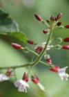 Einzelbild 6 Grosses Hexenkraut - Circaea lutetiana